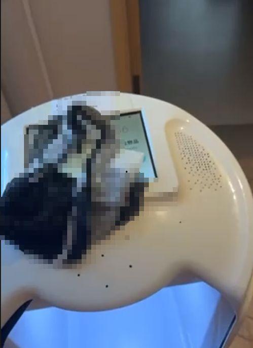 在线视频 情趣内裤,创意内裤视频揭秘