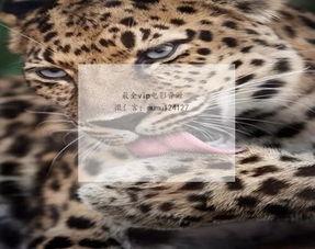 九首歌在线视频