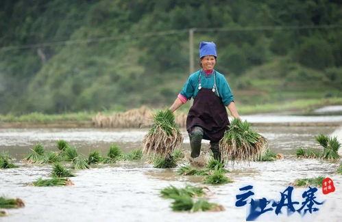 苗族插秧直播在线视频,传统农耕文化的现代演绎